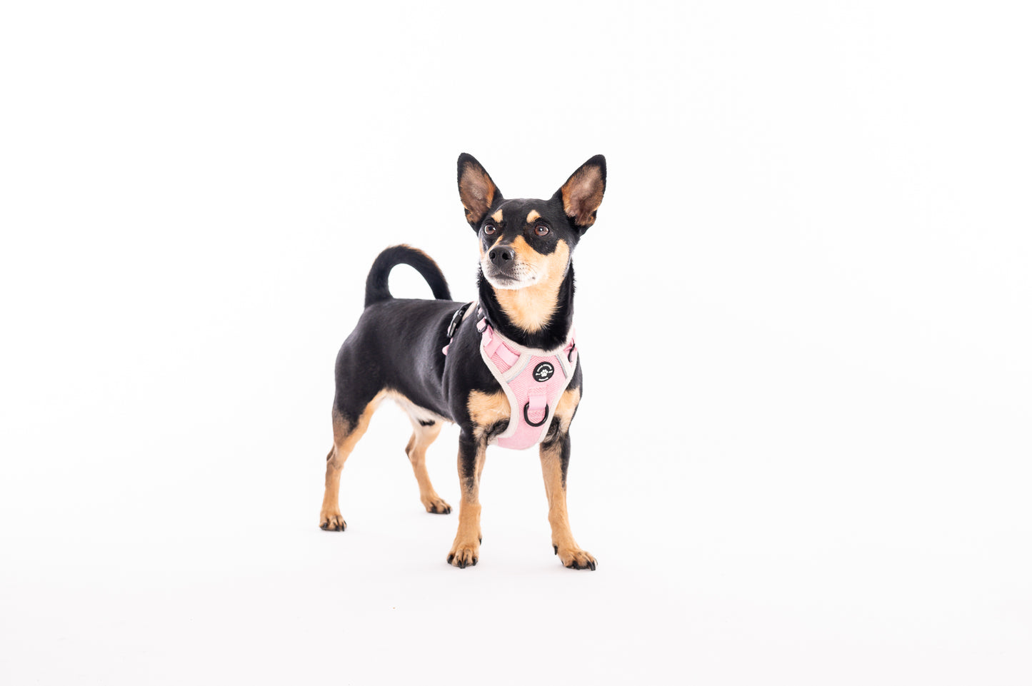 The Pink Herringbone Harness