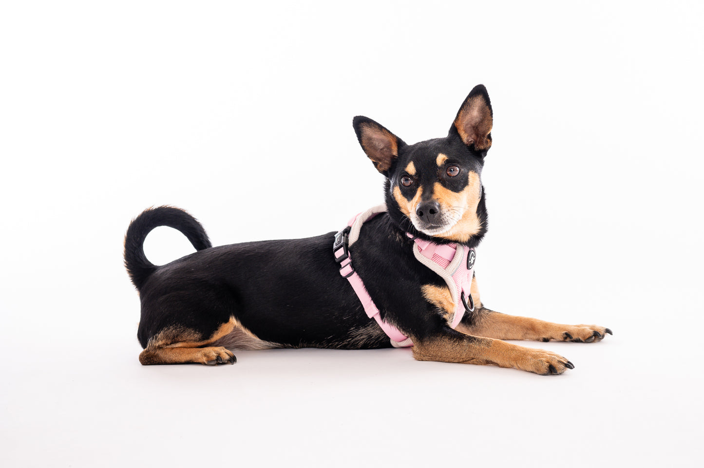 The Pink Herringbone Harness