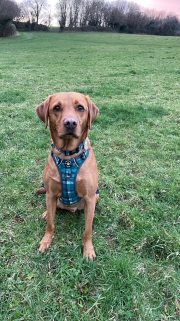 Harness, Lead & Poo Bag Bundle - Chequered