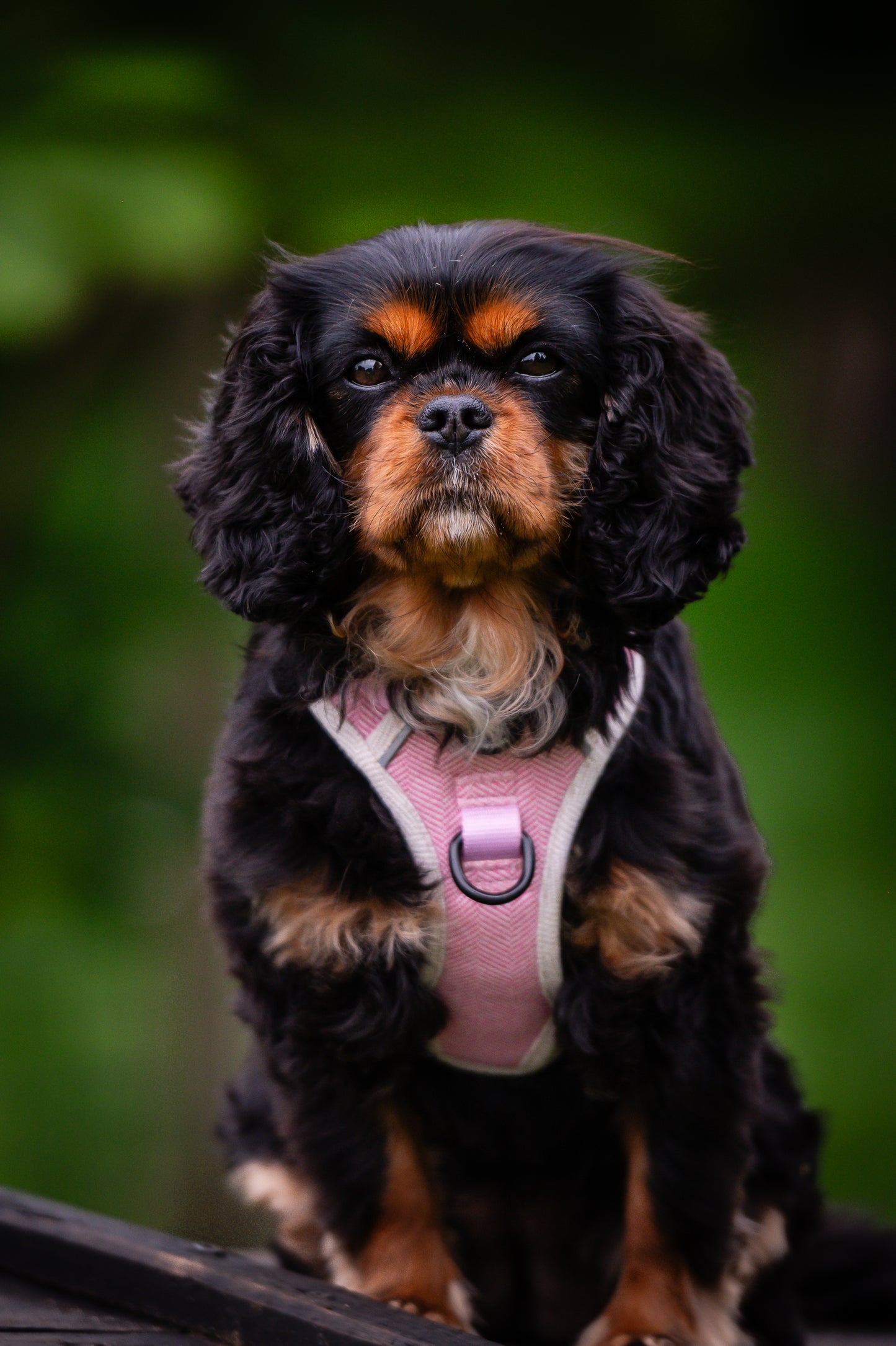 The Pink Herringbone Collar