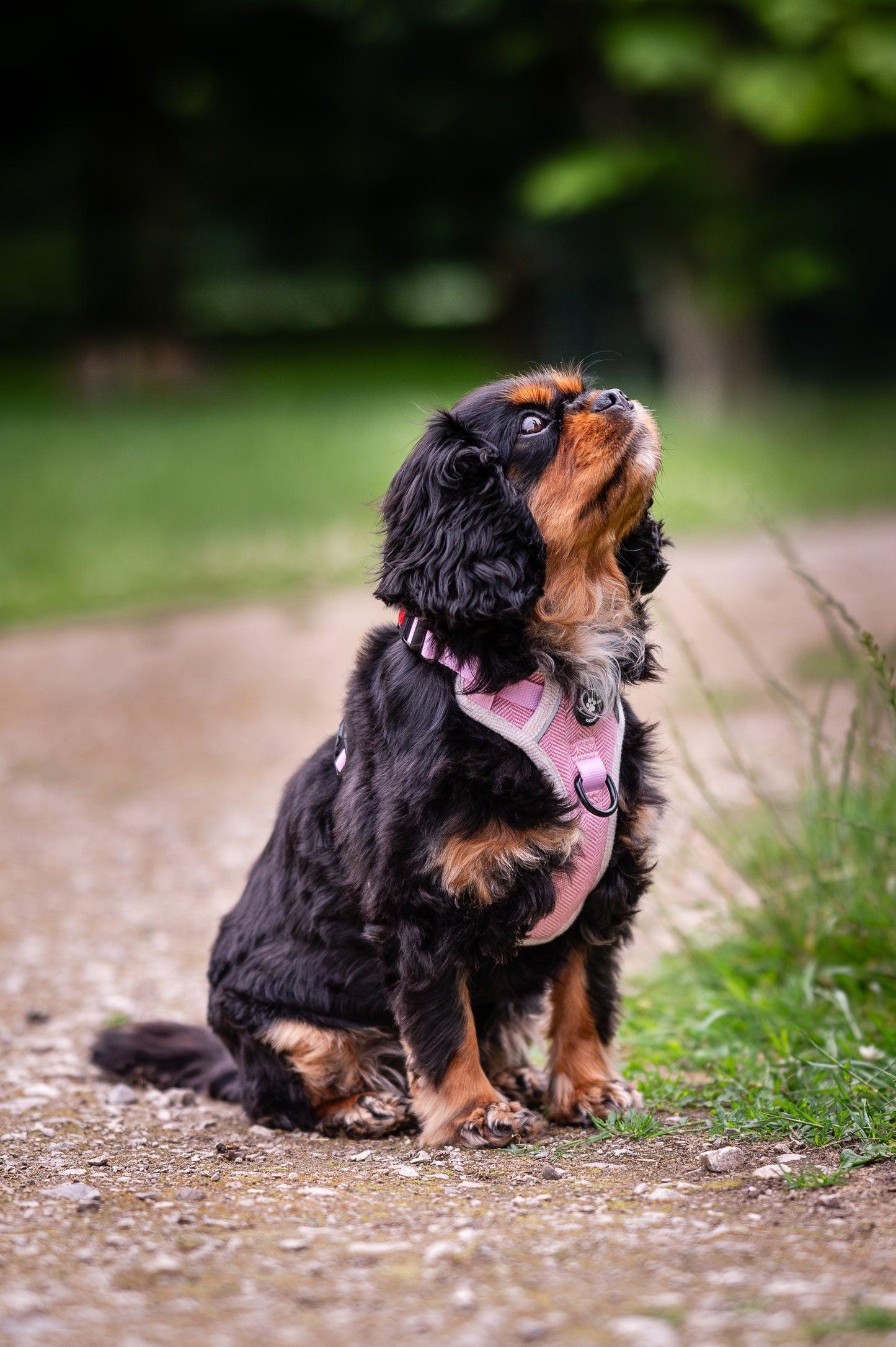 The Pink Herringbone Harness