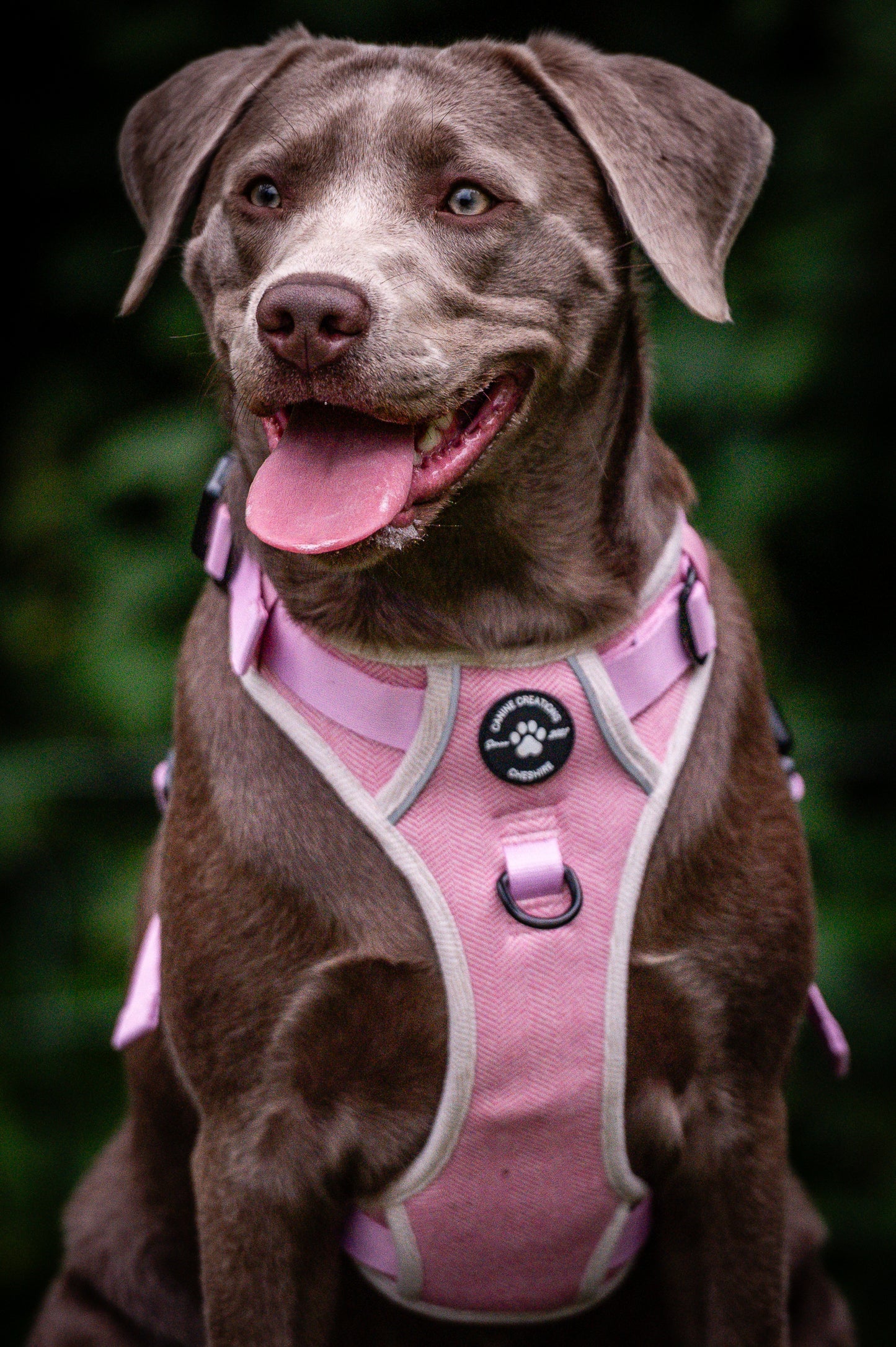 The Pink Herringbone Collar