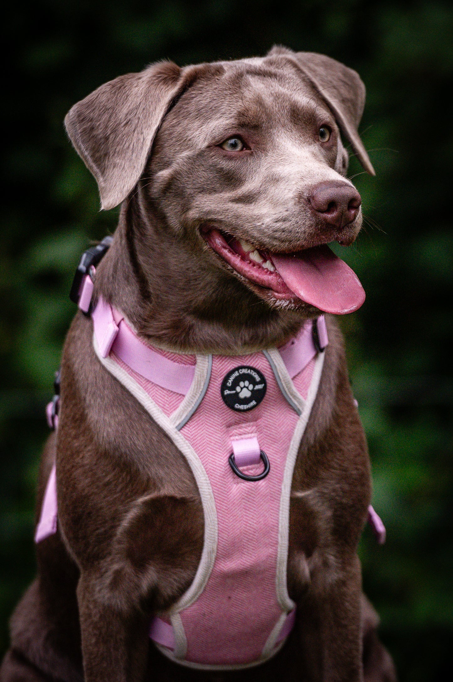 The Pink Herringbone Harness