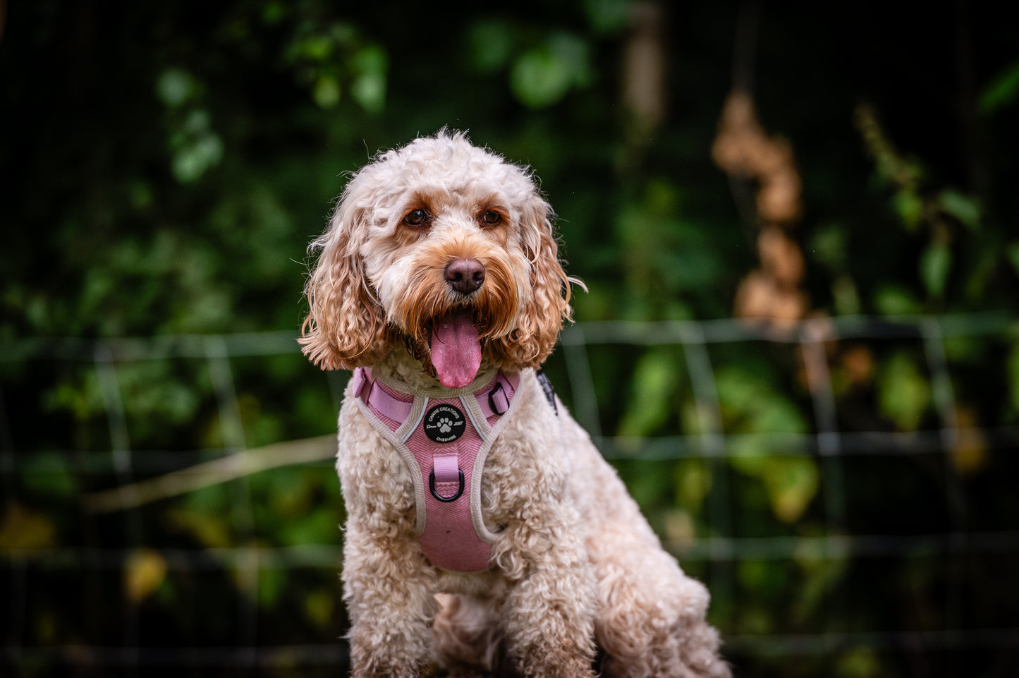 The Pink Herringbone Harness