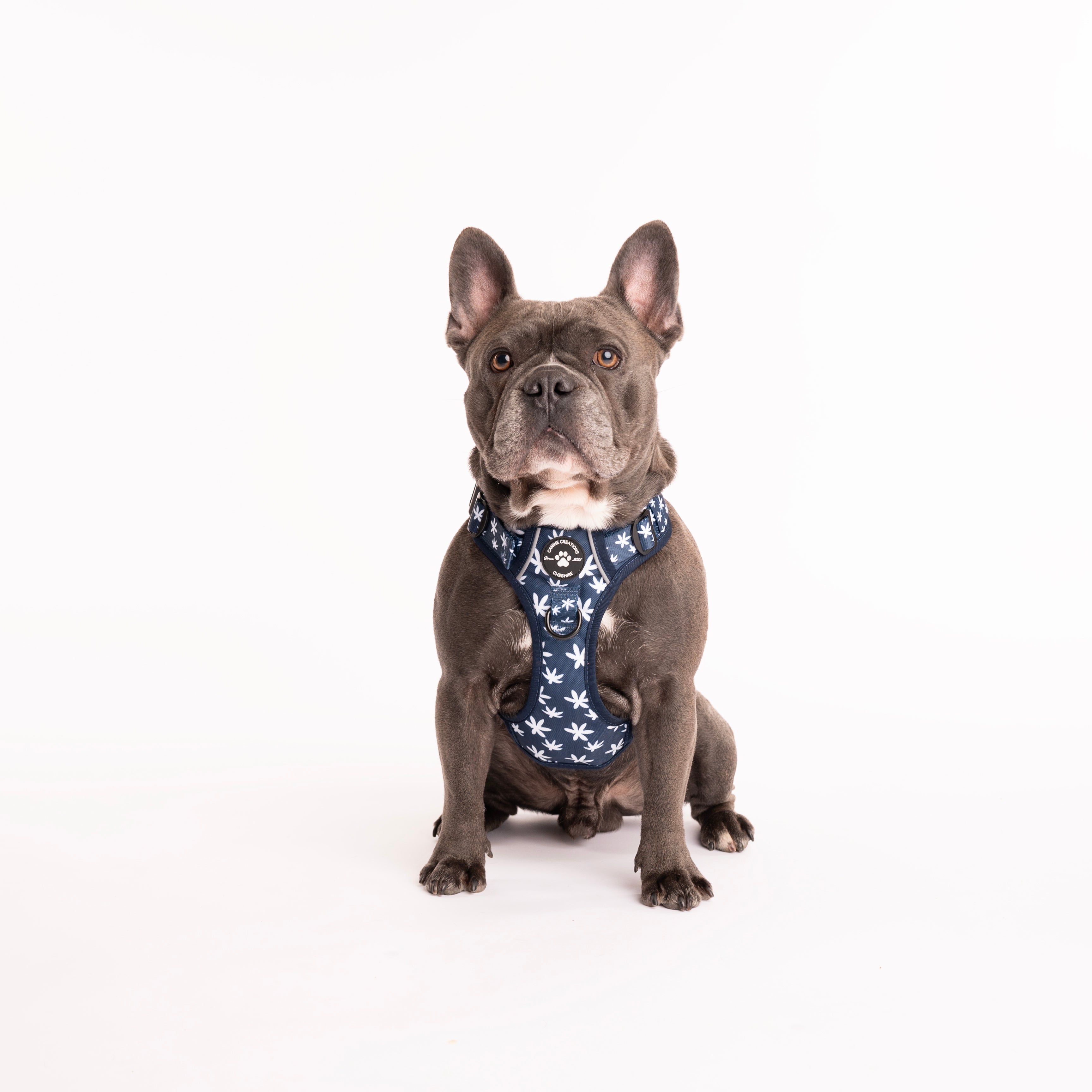 French bulldog deals harness and lead